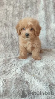 Фото №4. Продажа мальтипу в Хельсинки частное объявление - цена Бесплатно