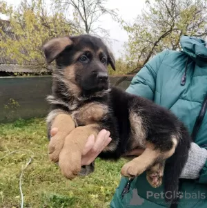 Дополнительные фото: Щенки немецкой овчарки