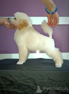 Дополнительные фото: Лучшие щенки пуделя