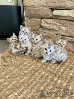 Фото №1. бенгальская - купить в Большой Бенд за договорная. Объявление №161185