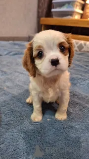 Дополнительные фото: мальчики Кавалер-Кинг-Чарльз-Спаниель