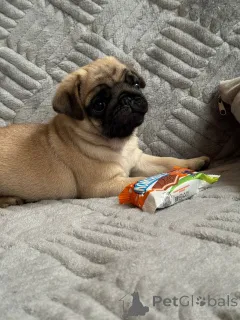 Фото №1. мопс - купить в Краснодаре за 45000₽. Объявление №155110