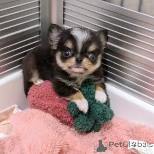 Фото №4. Продажа чихуахуа в Хельсинки частное объявление, из приюта - цена 69575₽