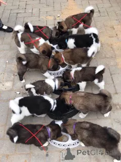 Фото №3. Щенки акиты.  Эстония