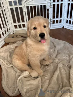 Фото №2 к объявлению №167406 о продаже золотистого ретривера - купить в Люксембурге частное объявление