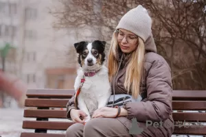 Дополнительные фото: Собака Оливка ищет дом и хозяина, в добрые руки