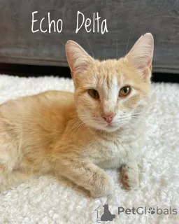 Фото №1. беспородная - купить в Мюнхене за 37107₽. Объявление №150628