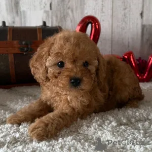 Фото №2 к объявлению №163911 о продаже пуделя (той) - купить в Великобритании частное объявление