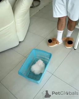 Фото №2 к объявлению №155016 о продаже померанского шпица - купить в Германии заводчик