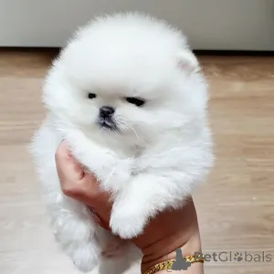 Фото №2 к объявлению №167053 о продаже  - купить в Германии 