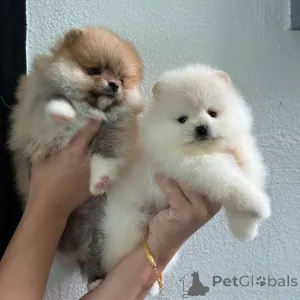 Фото №3. Szczenięta pomeraniana do adopcji..  Польша