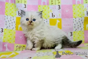 Фото №4. Продам рэгдолла в Биерсдорф частное объявление - цена 51022₽