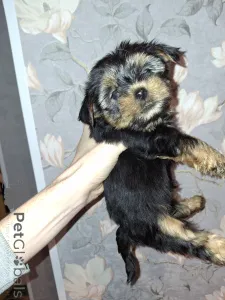 Дополнительные фото: Чистокровные щенки Йоркширского Терьера