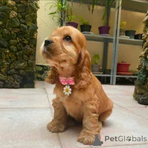 Фото №1. английский спрингер-спаниель - купить в Колоне за договорная. Объявление №154049