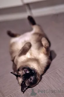 Фото №4. Продам тайскую в Санкт-Петербурге частное объявление - цена Бесплатно