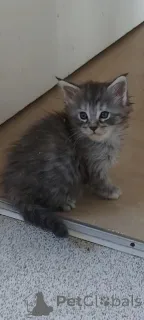 Фото №1. мейн-кун - купить в Нью-Йорке за 44934₽. Объявление №157210