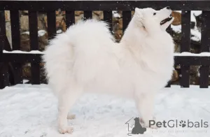 Дополнительные фото: Samoyed FCI Puppies после чемпиона