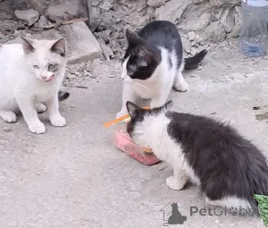 Фото №1.  - купить в Владимире за Бесплатно. Объявление №146129