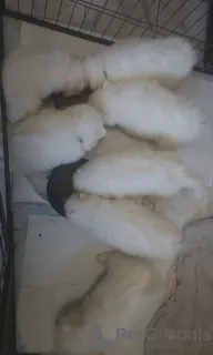 Дополнительные фото: Зарегистрированные щенки самоеда