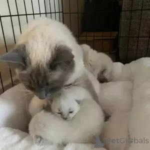 Фото №2 к объявлению №167264 о продаже рэгдолл - купить в Германии частное объявление