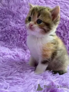 Фото №1.  - купить в Брукс за договорная. Объявление №161692