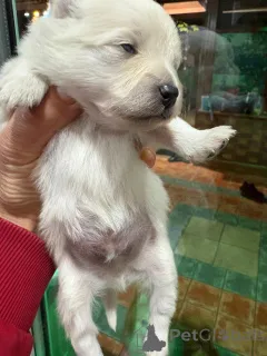 Фото №1. померанский шпиц - купить в Ниже за 74214₽. Объявление №160640