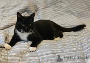 Дополнительные фото: Очаровательная кошка Соня в дар