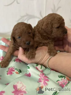 Дополнительные фото: Пудель, красные щенки