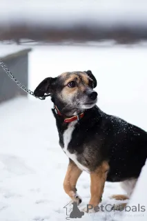 Фото №1. беспородная - купить в Санкт-Петербурге за Бесплатно. Объявление №162858