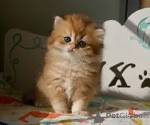 Фото №3. Восточный Куржааркацчен цу Веркауфен. Австрия