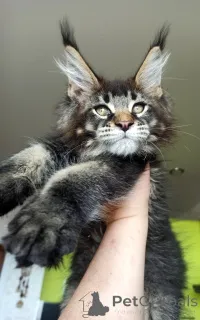 Дополнительные фото: Котята мейн кун