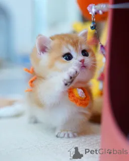 Фото №1. британская короткошёрстная - купить в Брюсселе за договорная. Объявление №165878