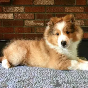 Фото №2 к объявлению №164897 о продаже шелти - купить в Бельгии частное объявление, заводчик