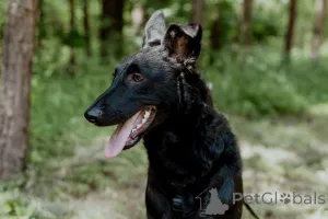 Дополнительные фото: Прекрасная юная собака Наоми в дар