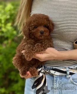 Фото №1.  - купить в Vienna за 37107₽. Объявление №140245