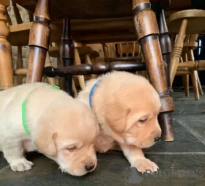 Фото №3. Adorable Labrador Puppies - Kc Registered.  Испания