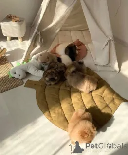 Дополнительные фото: Bezaubernde Pomeranian-Welpen zu verkaufen klein, flauschig und voller