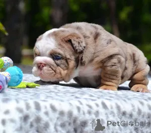 Фото №3. Teacup-Anglish Bulldog Zur Усыновление.  Германия