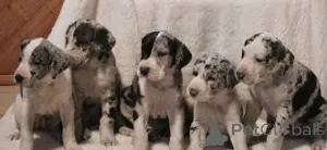 Дополнительные фото: Великие щенки датчанина