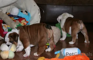 Дополнительные фото: Щенки английского бульдога