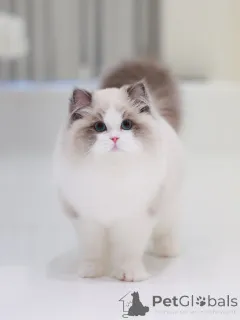 Фото №2 к объявлению №160076 о продаже рэгдолл - купить в Швейцарии частное объявление