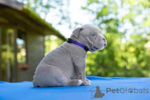 Дополнительные фото: Американский Булли