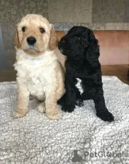 Дополнительные фото: Щенки AJ Mini Golden Doodle уже доступны!