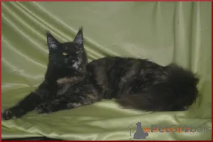 Фото №2 к объявлению №146280 о продаже мейн-кун - купить в России заводчик