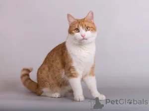 Фото №2 к объявлению №161799 о продаже  - купить в России из приюта