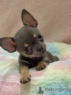 Фото №3. Продаются красивые щенки чихуахуа..  Великобритания