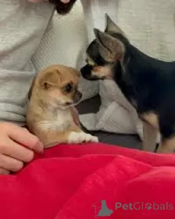 Фото №2 к объявлению №165951 о продаже чихуахуа - купить в Португалии частное объявление, заводчик