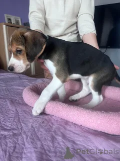 Дополнительные фото: Щеночки русской Гончей.