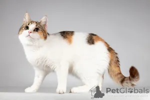 Фото №4. Продам  в Химки из приюта - цена Бесплатно