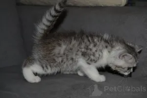 Дополнительные фото: Породные Шотландские котята